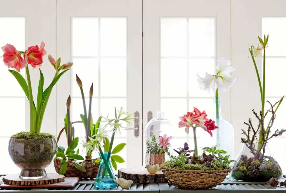 Flera amaryllis i glasburk och vaser, med blommor i rosa och vitt, samt knoppar.