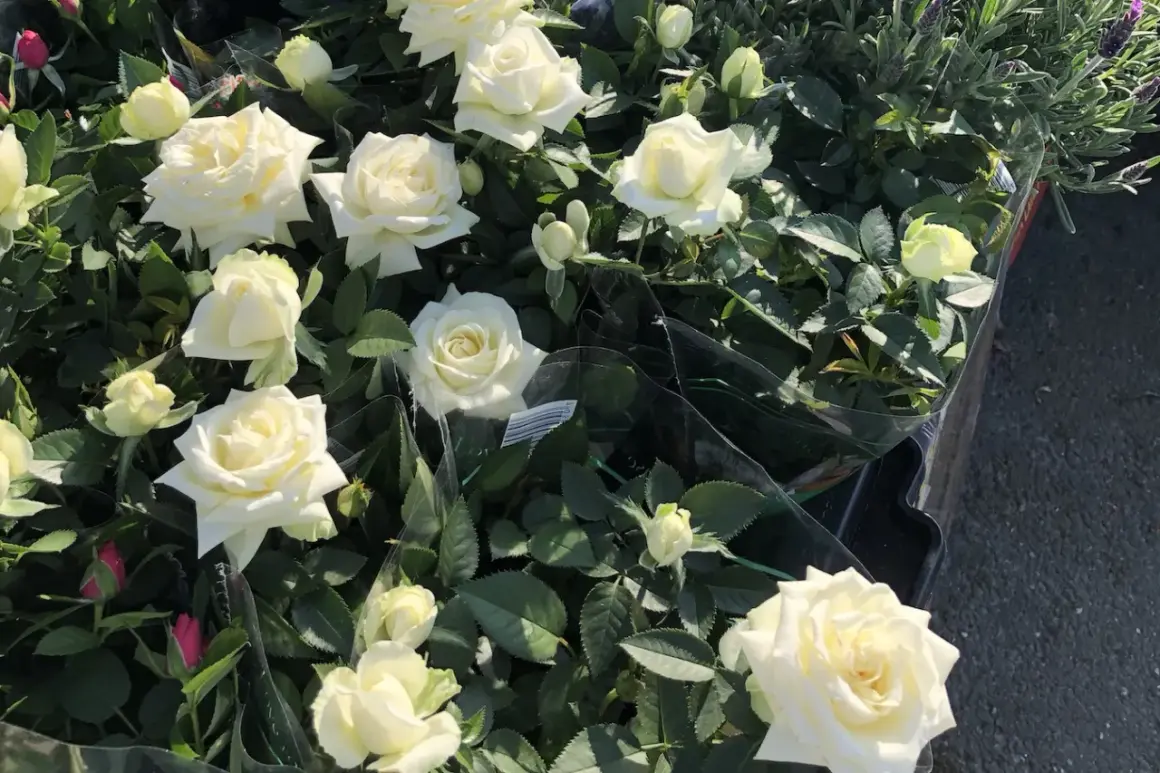 En grupp vita rosor i kruka, med några knoppar och gröna blad.
