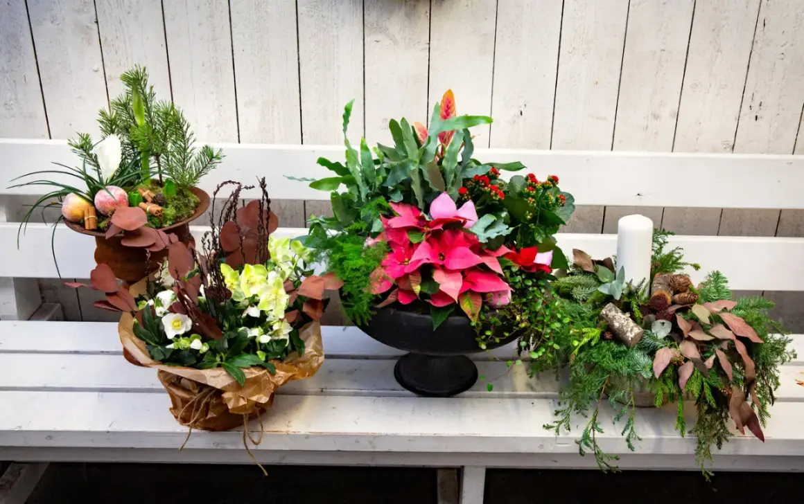 Vackra julblommor i kruka med amaryllis, julstjärna och granris. En vit ljuslykta fulländar julstämningen.