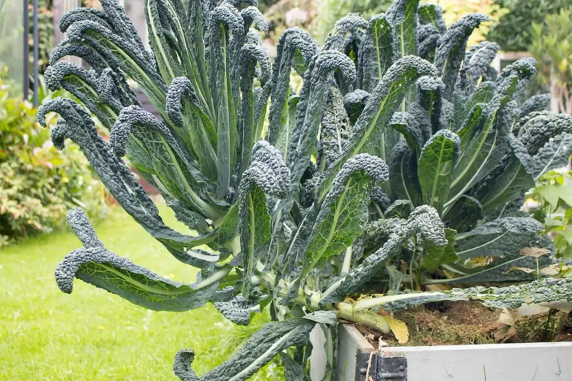 En frodig planta av svartkål, perfekt för att plocka sallad. Dess mörka, krusiga blad växer sig höga och vackra i trädgården.