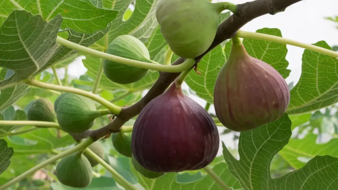 Fikonmognad på grenen. Gröna och mörklila frukter hänger bland stora, gröna blad. En dröm att odla fikon i Sverige!