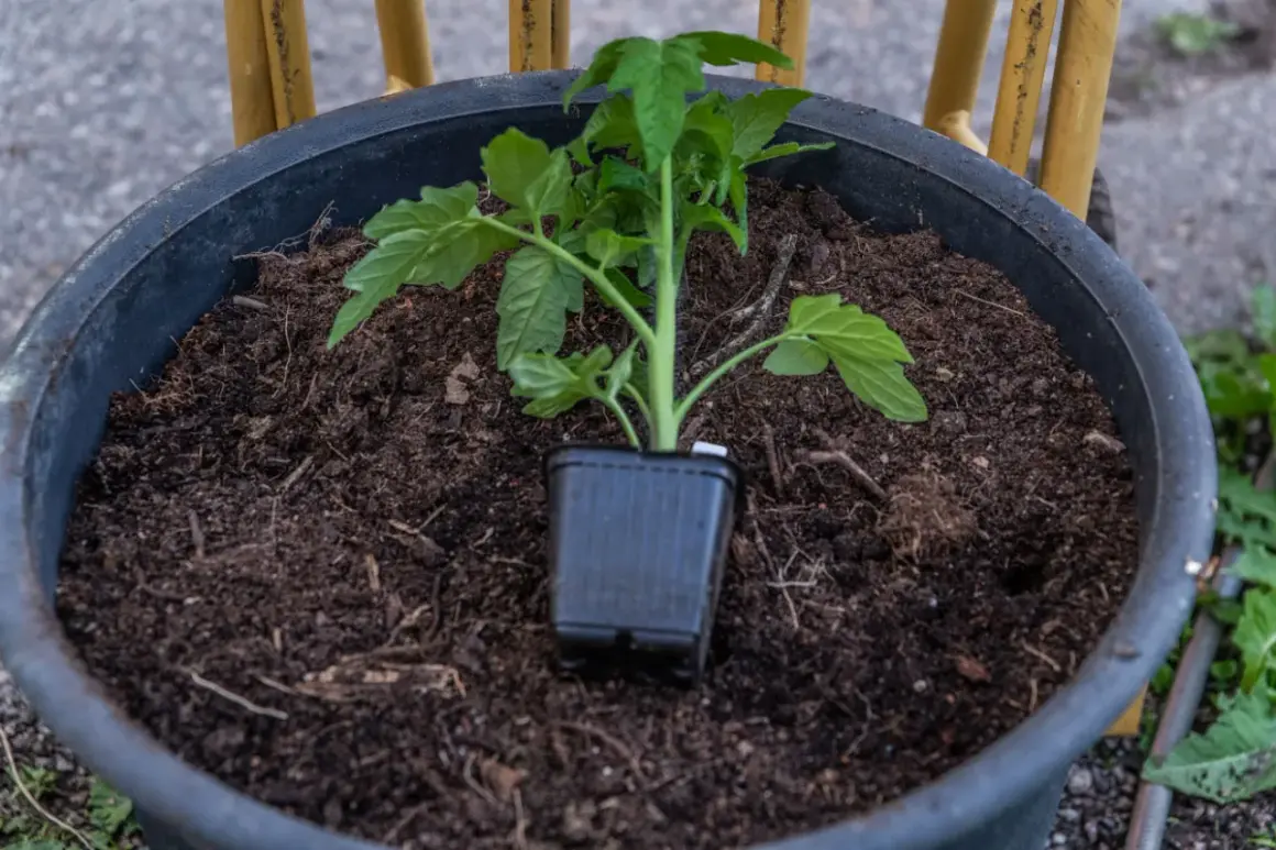 En liten tomatplanta i kruka, redo att planteras ut. Snart dags att binda upp tomaterna för att ge dem stöd.