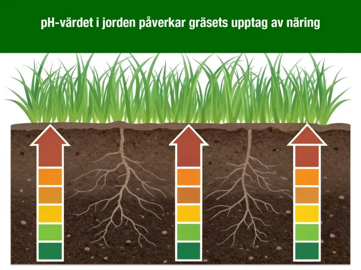 Gräsrötter som sträcker sig ner i jorden, med färgade staplar som visar hur pH-värdet påverkar näringsupptaget.