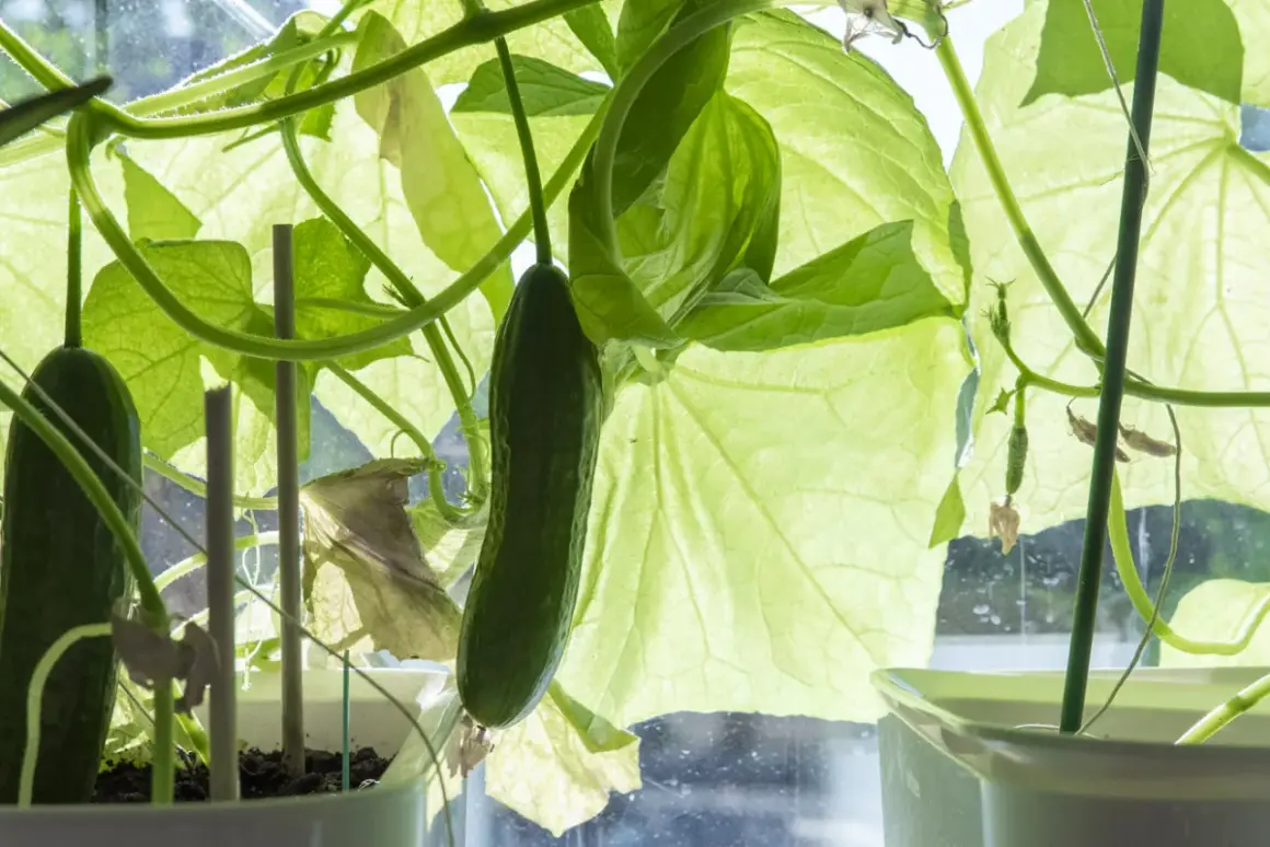 Gröna partenokarp gurkor växer på en planta i kruka, med stora blad som lyser i solljuset.