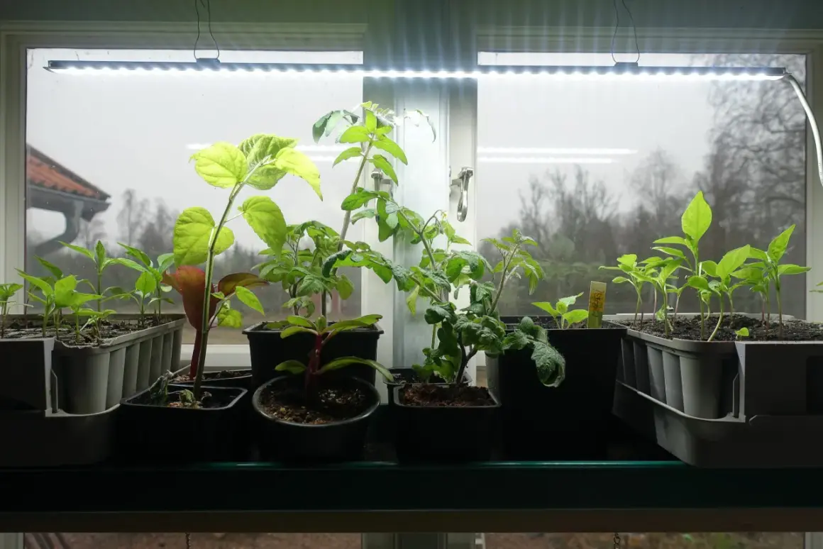Småplantor växer under växtbelysning, redo för mer sunkraft.