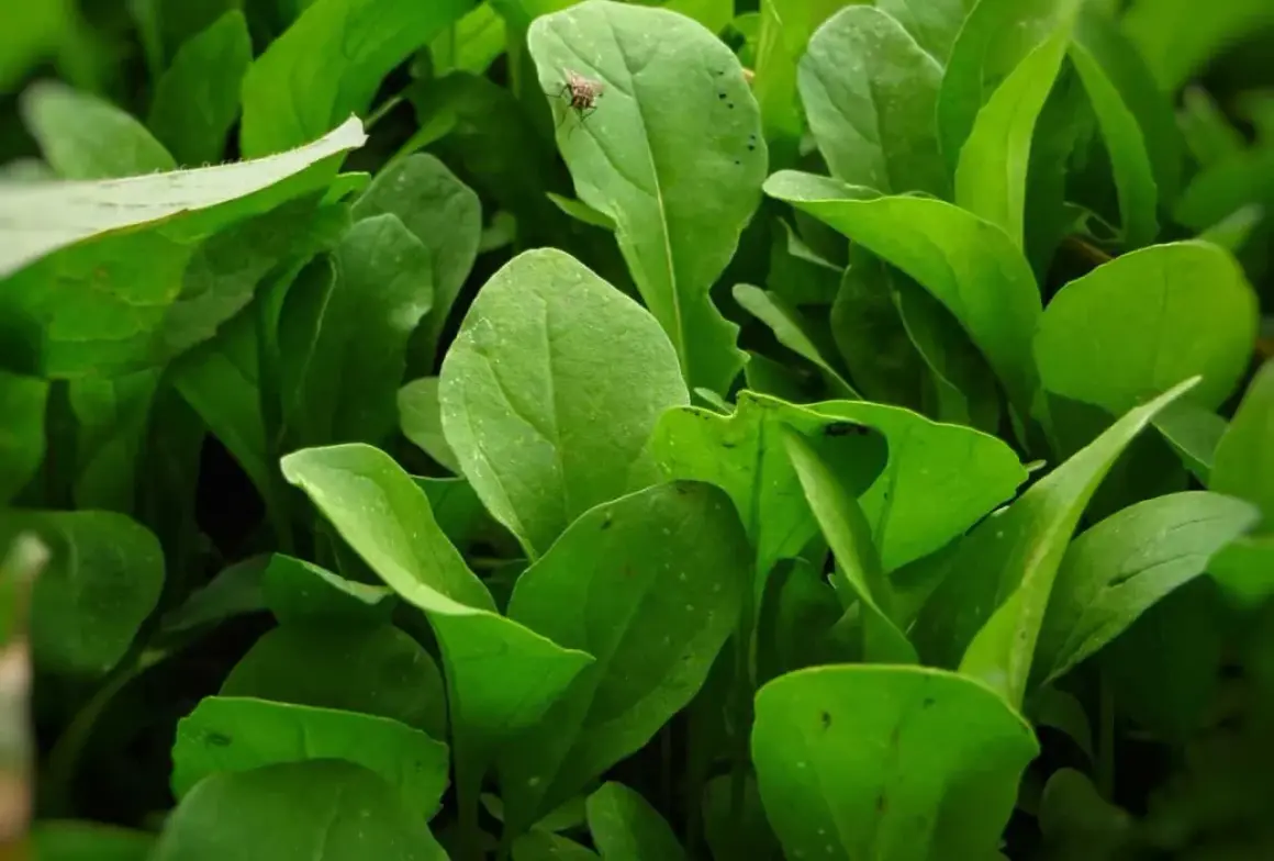 En närbild på frodig ruccola som växer. En liten fluga sitter på ett blad. Perfekt för att odla ruccola hemma.
