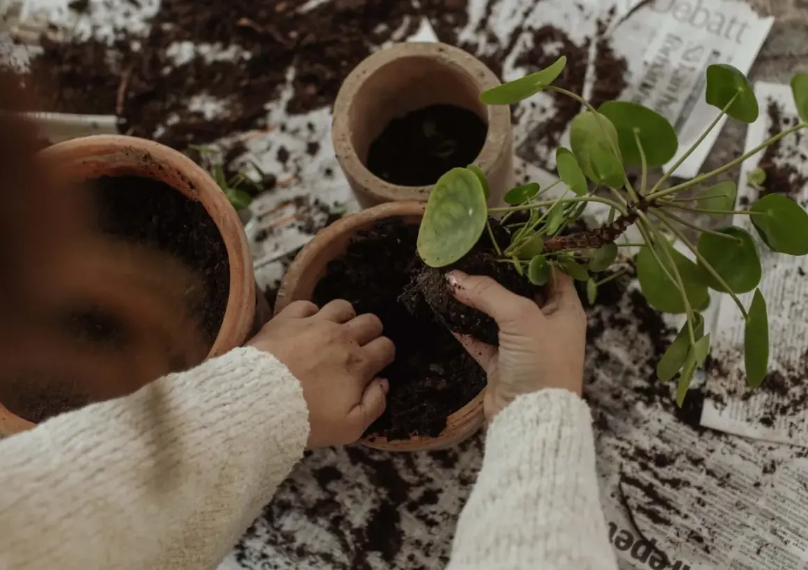 Händer som planterar om blommor i nya krukor med jord.