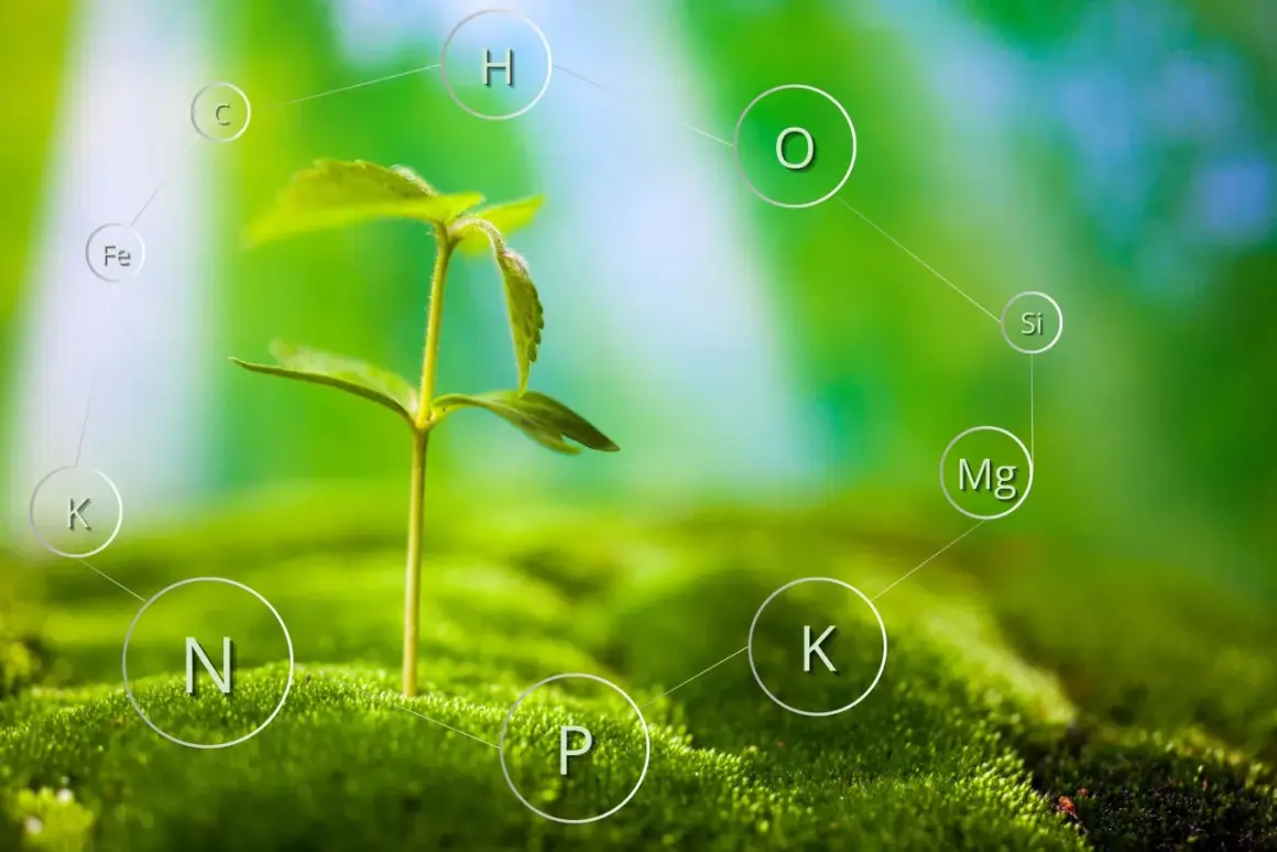 En liten planta växer ur mossa, omgiven av cirklar med kemiska symboler som visar dess näringsämnen, inklusive kaliumoxid (K).