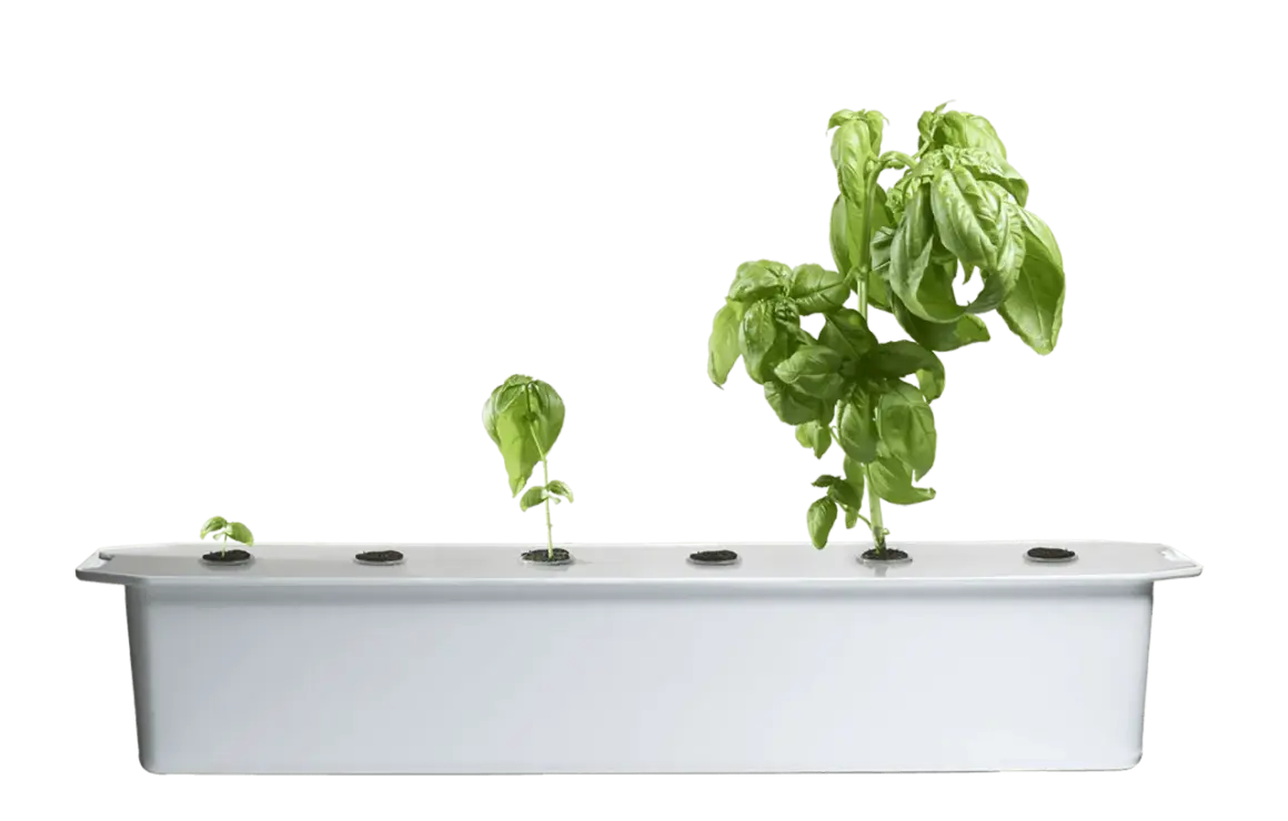 Fyra basilika plantor i olika stadier av tillväxt, från liten planta till frodig buske, i ett hydroponiskt system. En illustration av hur man kan odla basilika i vatten.