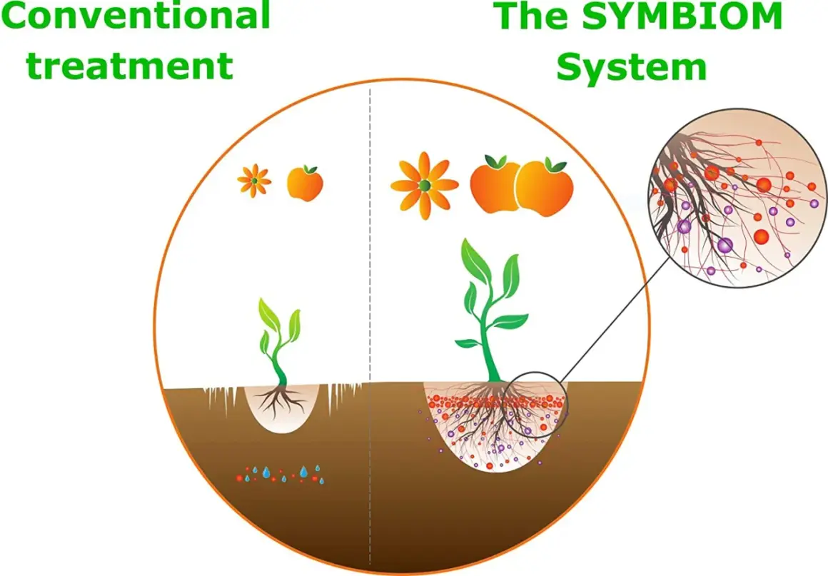 Jämförelse av konventionell behandling med SYMBIOOM-systemet. SYMBIOOM främjar mykos, vilket ger större växter och frukter.
