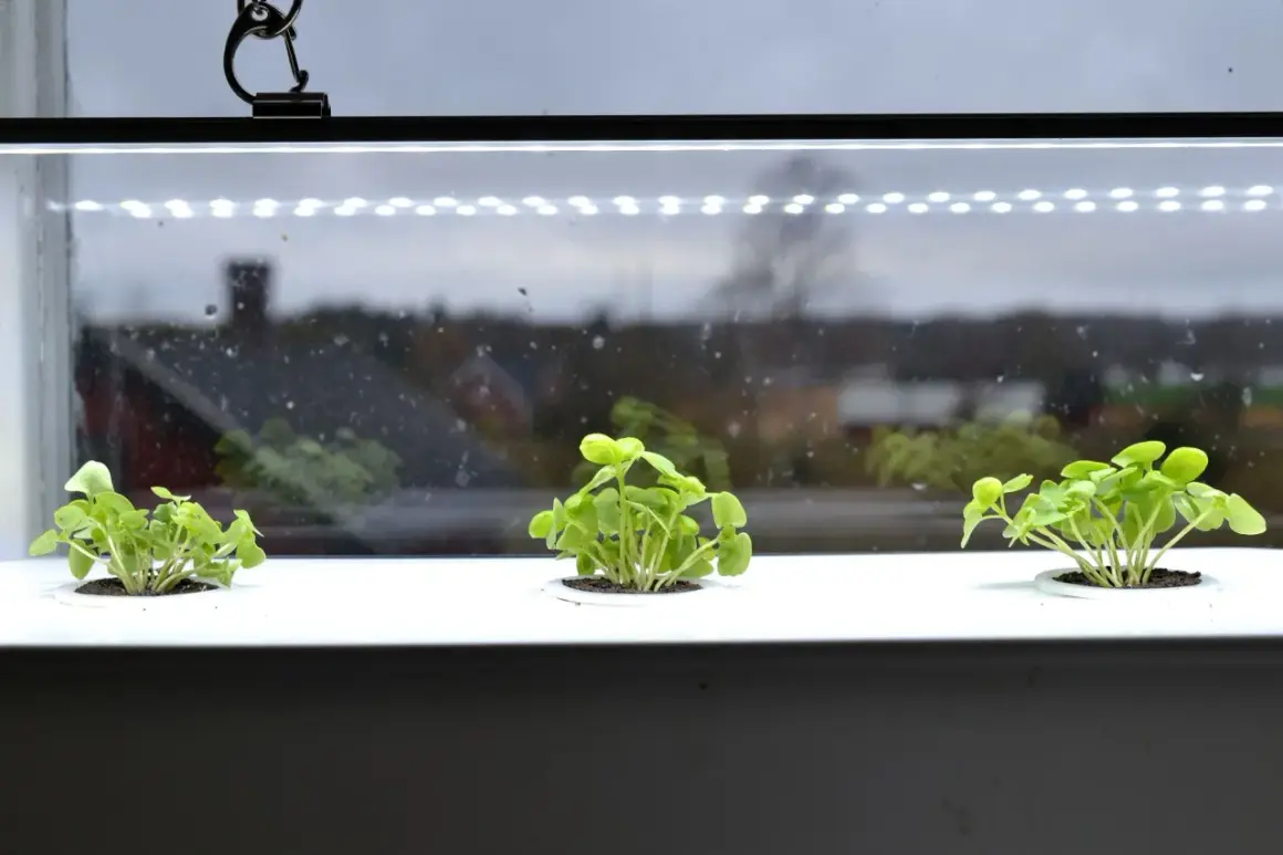 Små plantor växer under en grow light garden.