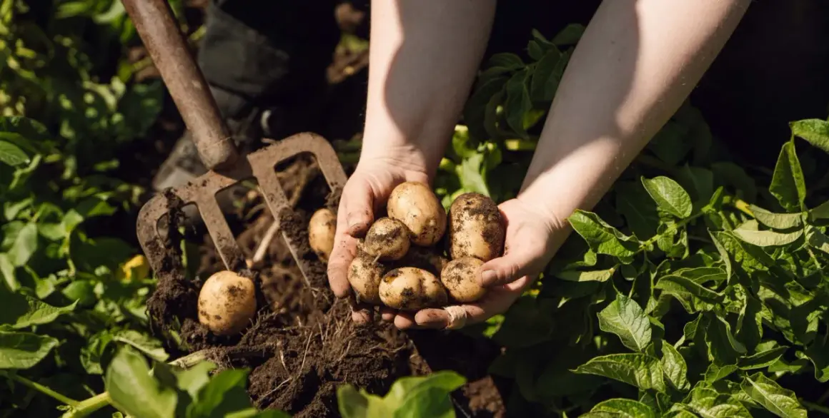 Händer håller upp nyupptagna, jordiga potatisar. En grep ligger bredvid, redo för mer tidig potatis.