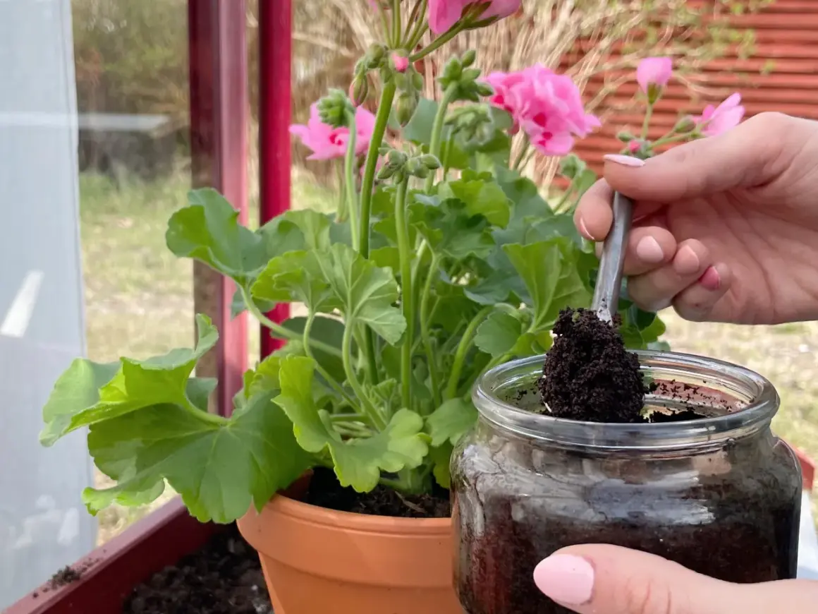 En hand tar kaffesump med en sked ur ett glasburk för att ge näring till en rabarberplanta.