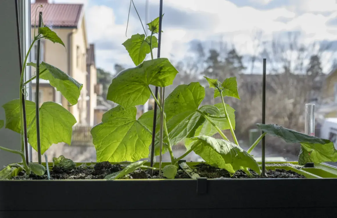 Små gurkplantor växer i en fönsterlåda, redo att odla gurka inomhus på vintern.