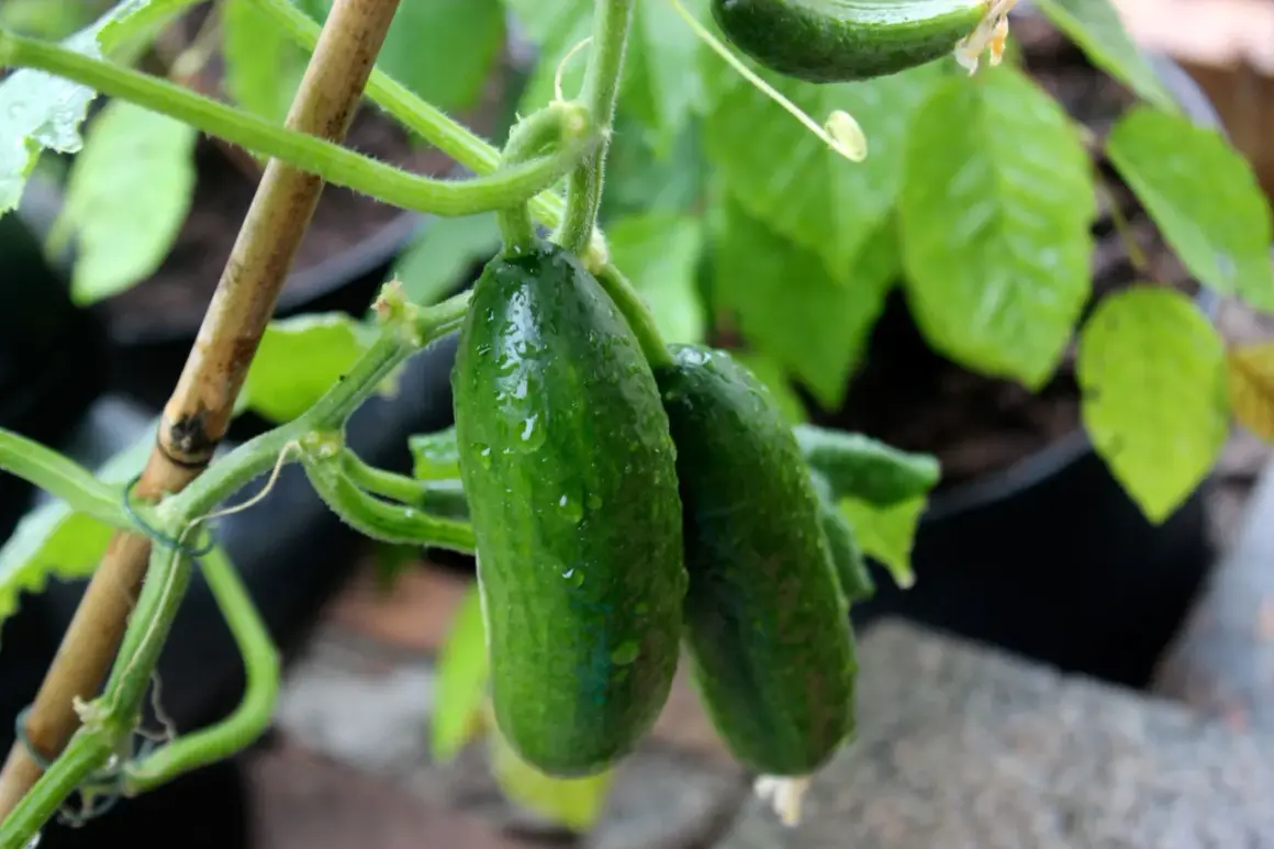 Två små gurkor, som små gröna diamanter, hänger på en planta. Vattendroppar glittrar på deras skal.