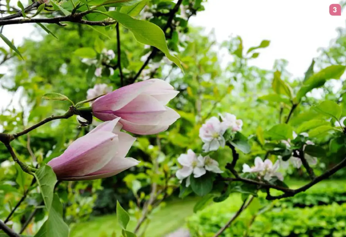 Två magnoliaknoppar i rosa och vitt, redo att slå ut. En vacker syn i trädgården, som visar hur jord ger liv åt magnolia.