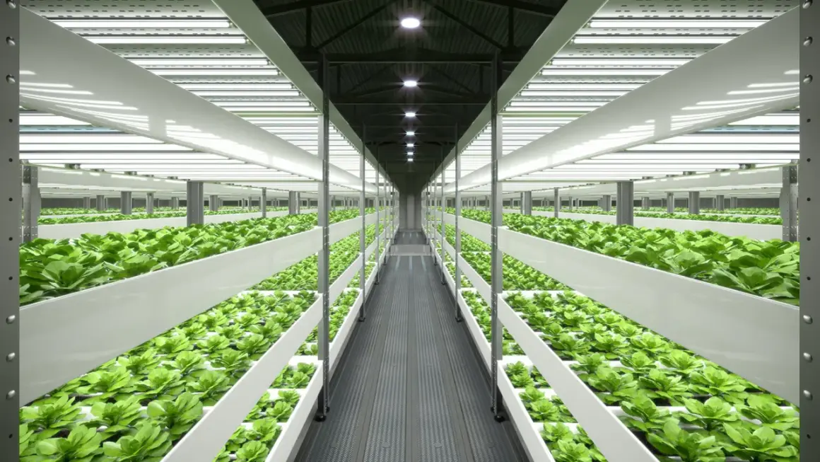 Vertikal odling med rader av gröna bladgrönsaker under stark belysning. Ett modernt system för utsug och klimatkontroll säkerställer optimal tillväxt.