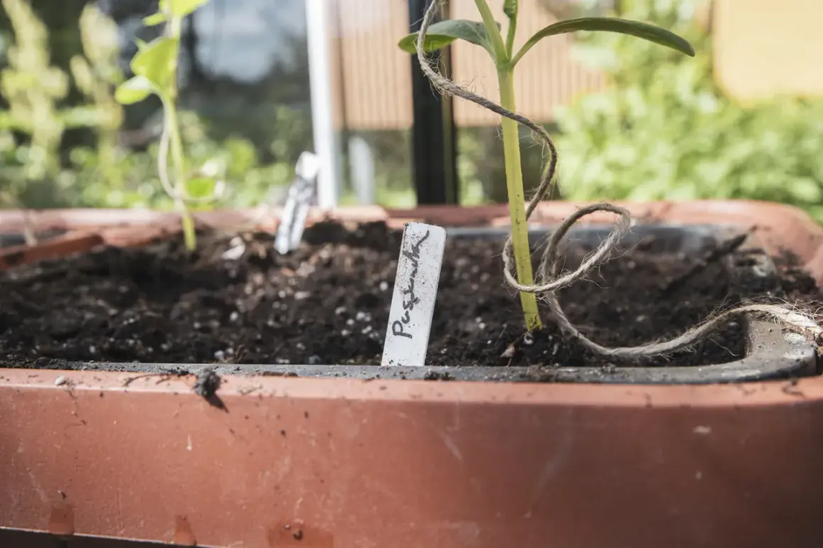 En liten planta av gurka Louisa växer i en kruka.