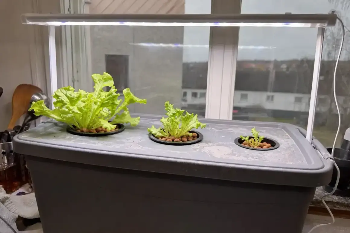 En hemmaodling med hydroponisk odling av sallat under LED-ljus. Tre plantor växer i behållaren, en stor och två mindre.