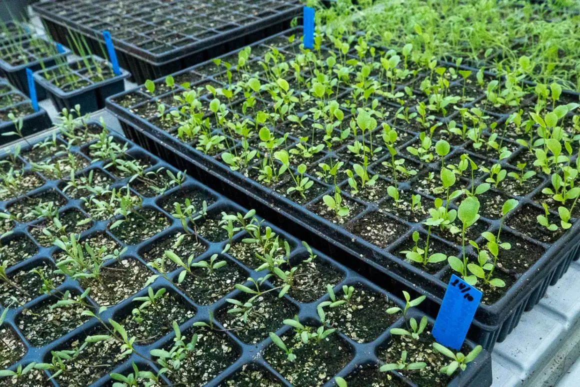 Små plantor i plastbrickor, redo att planteras ut. De växer i ett växthus, kanske för att ge näring åt framtida skördar. Ballaster av små plantor.