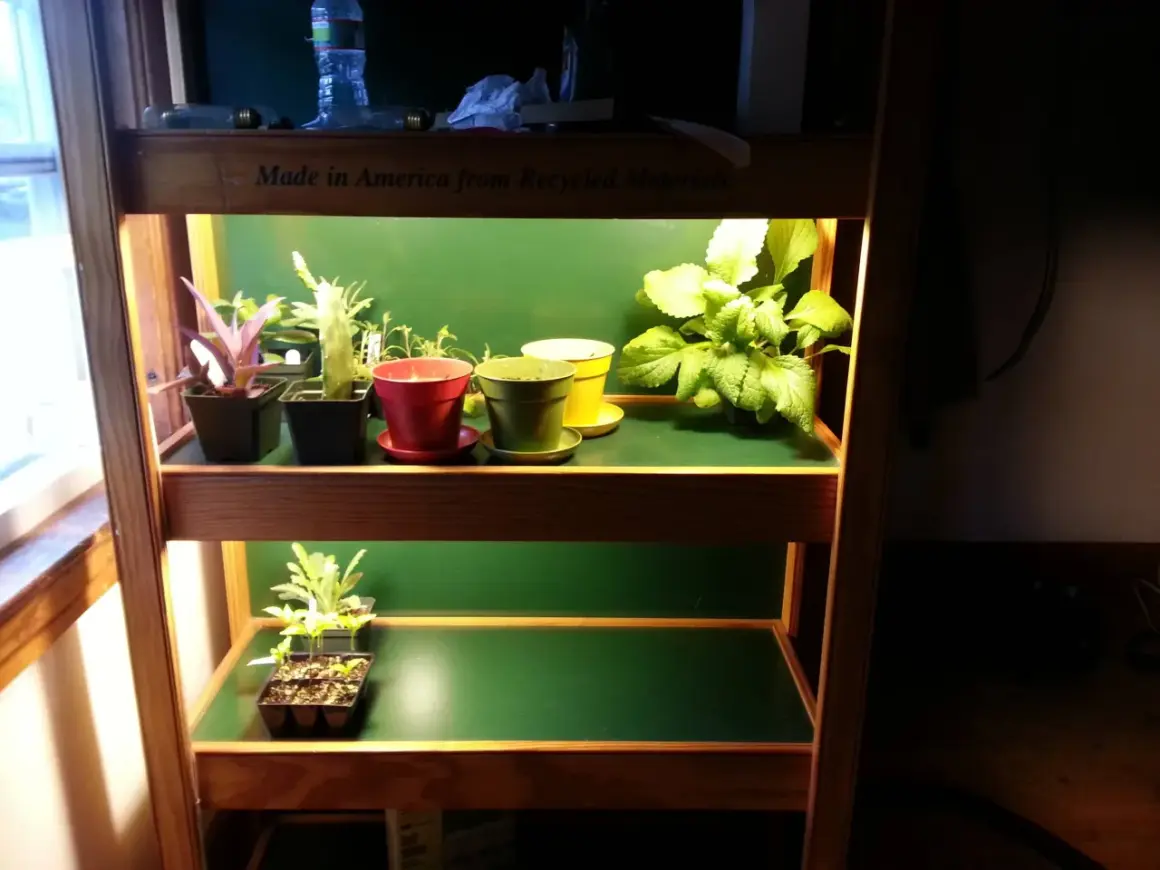 Små plantor växer under en cfl lampa på en hylla.