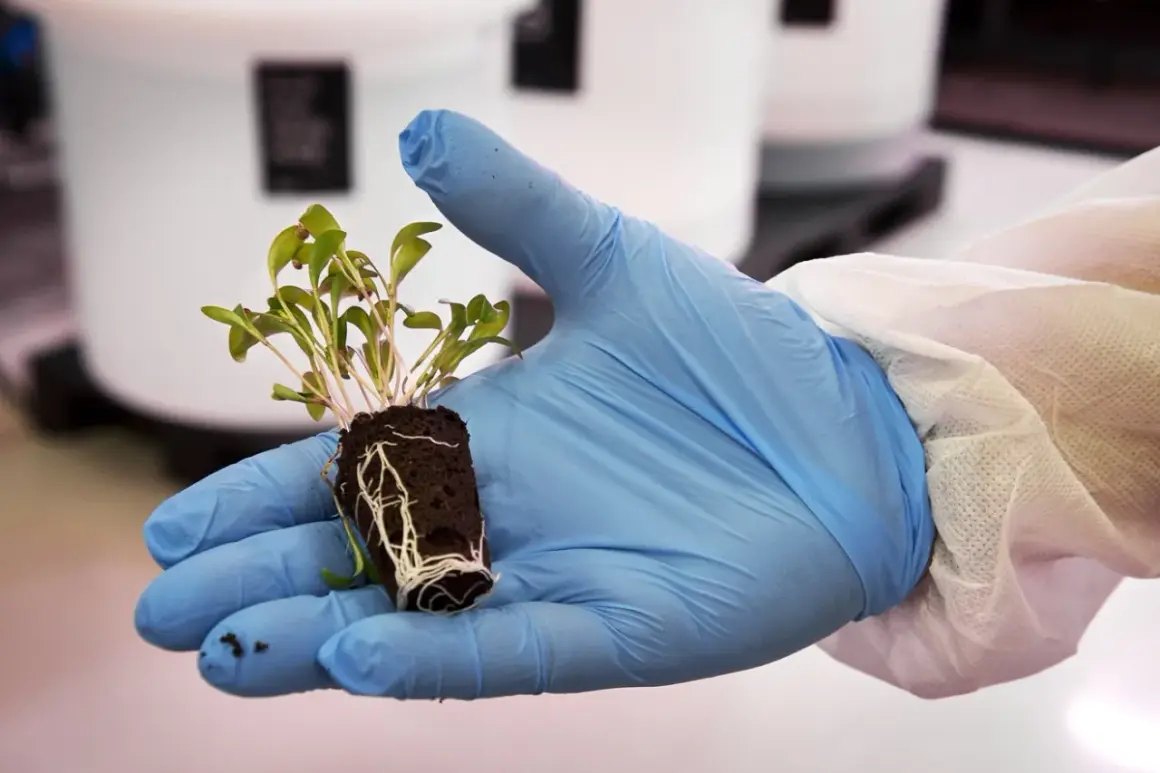 En hand i blå handske håller en liten planta med synliga rötter. Kanske förbereds den för ett odlingstält.