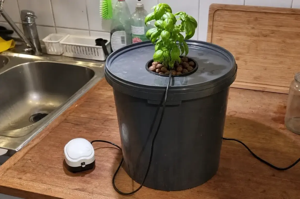 En basilika växer i en hink med ett litet luftflöde, som en miniatyr airdome för örter.