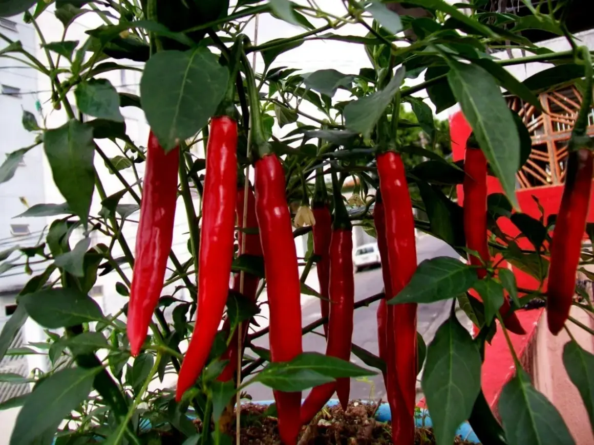 En buske med många långa, smala, röda chili cayenne-pepparfrukter som hänger ner från grenarna.