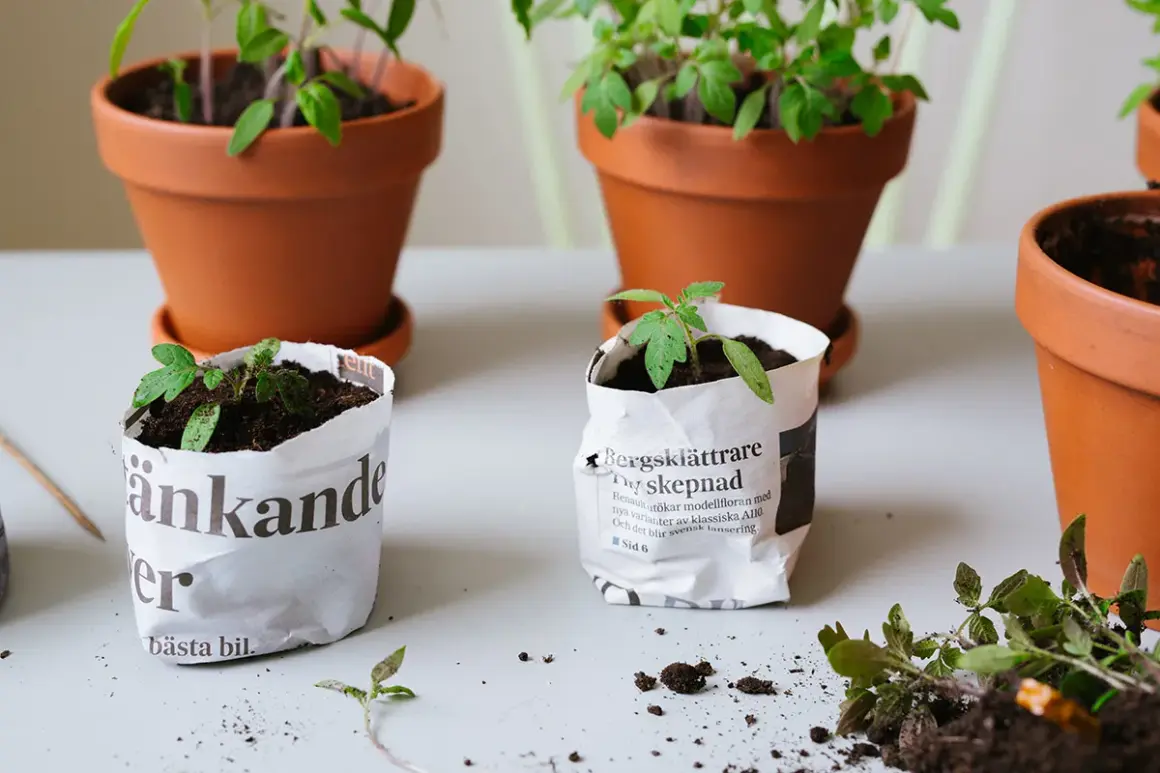 Små tomatplantor i tidningskrukor. En del ser lite trötta ut, kanske tecken på sjukdomar på tomater. Bilder på hur man kan så.