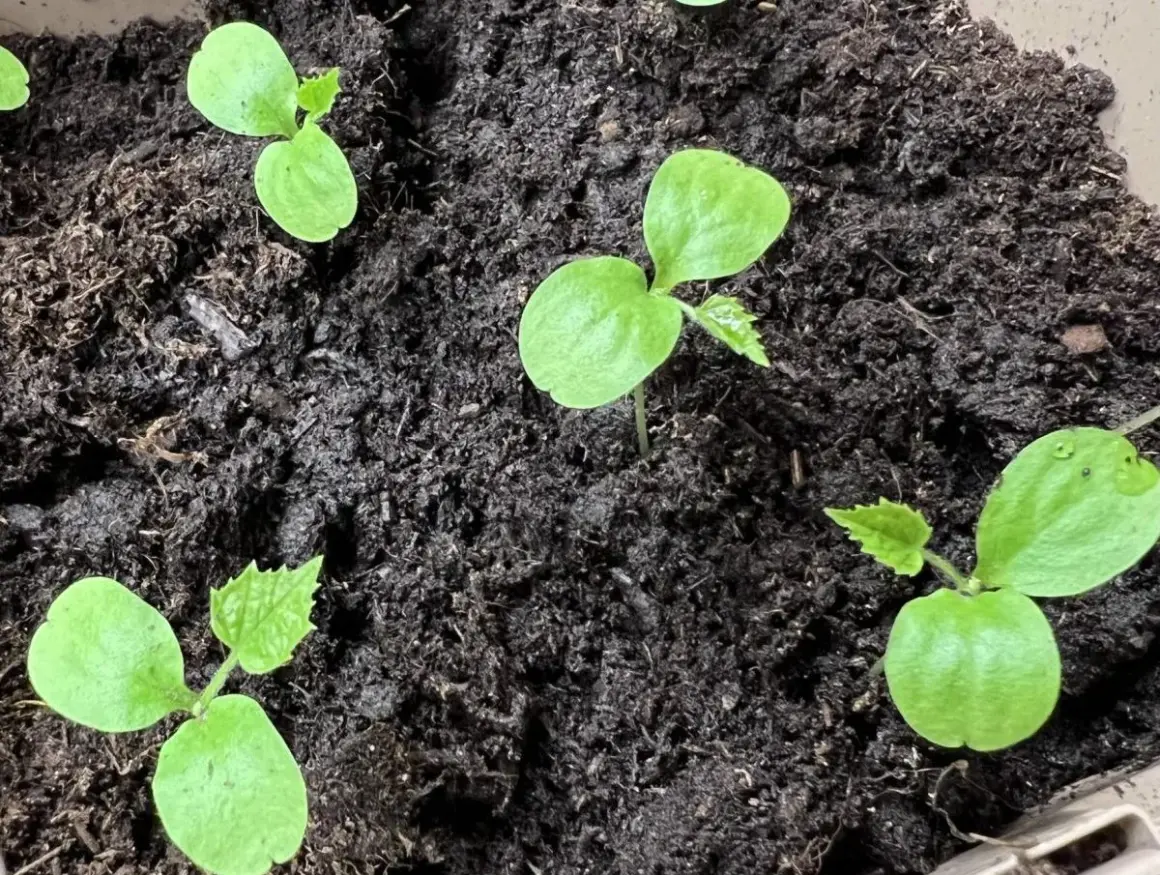 Små gröna plantor spirar ur mörk jord. Det är början på en gurka, från gurka frön som såtts.