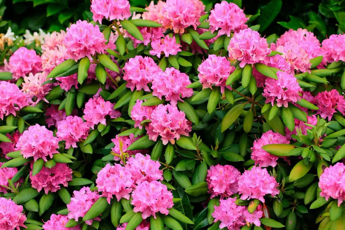 En frodig rabatt med rosa rhododendron i full blom. De klotformade blomklasarna lyser upp med sina intensivt rosa nyanser mot de mörkgröna bladen.