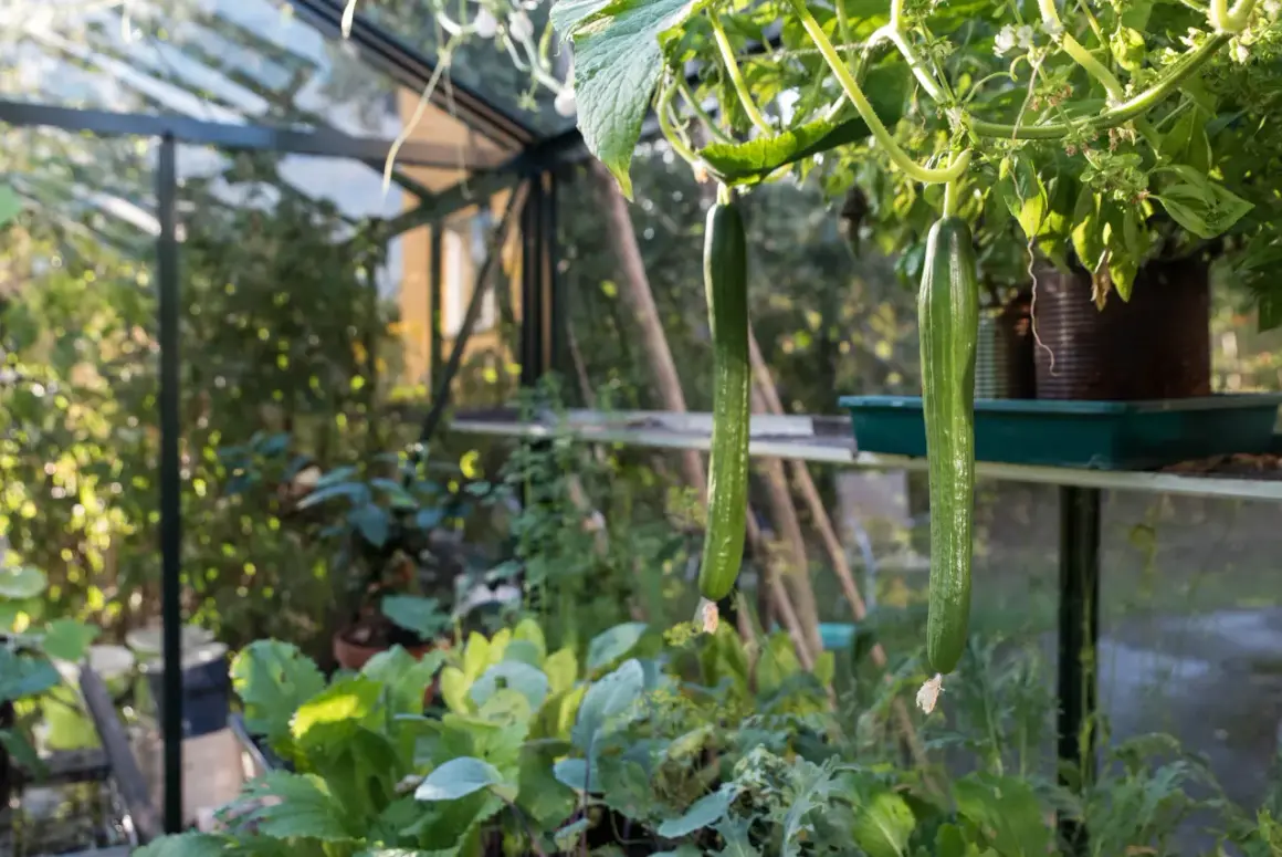 Två långa, gröna gurkor hänger från en planta i ett soligt växthus.