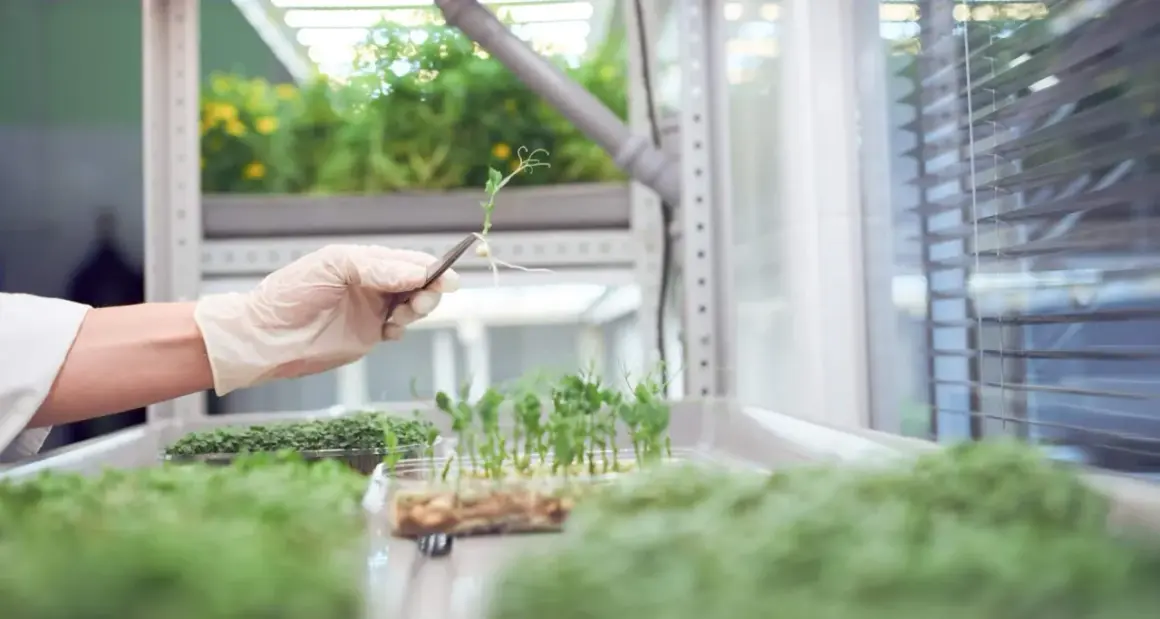 En hand med handske undersöker en groddplanta i ett växthus med lågenergi-belysning.