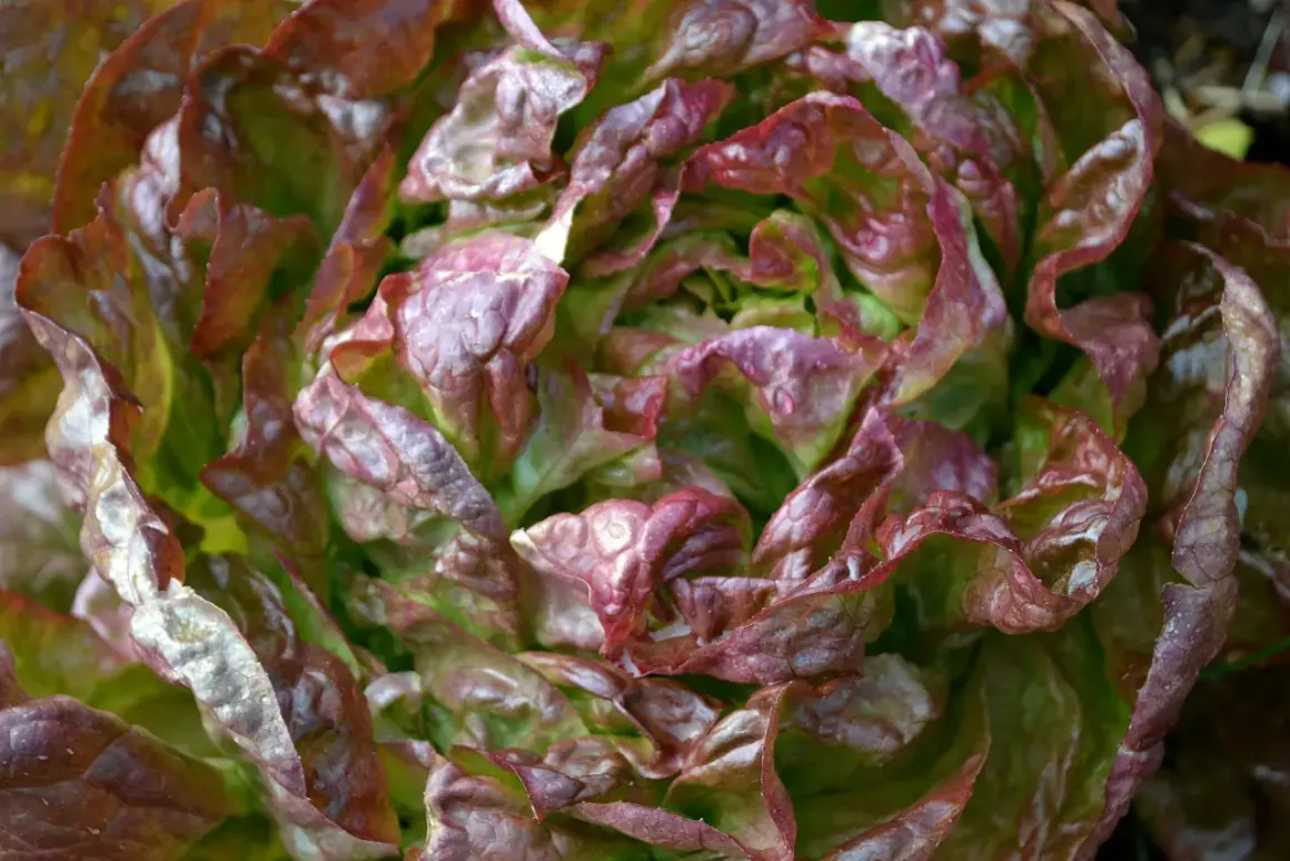 En vacker romansallad som växer i trädgården. Bladen är krispiga med röda kanter. Perfekt att odla för en fräsch sallad.
