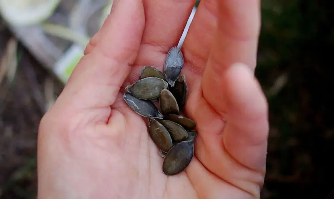 En hand håller flera frön från en delica pumpa, redo att planteras.