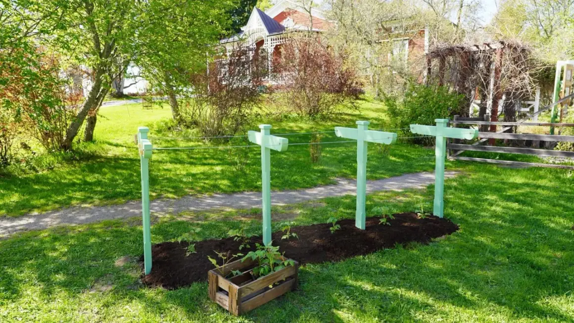 Nyplanterade hallonplantor växer i solsken, redo att ge saftig hallon frukt.