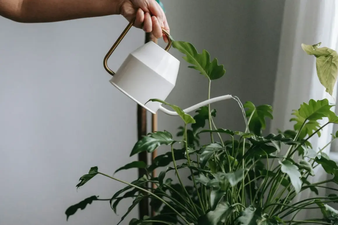 En hand vattnar en frodig grön växt med en vit vattenkanna. Vattnet rinner ner över bladen, som om de vore ett naturligt plantstöd för varandra.