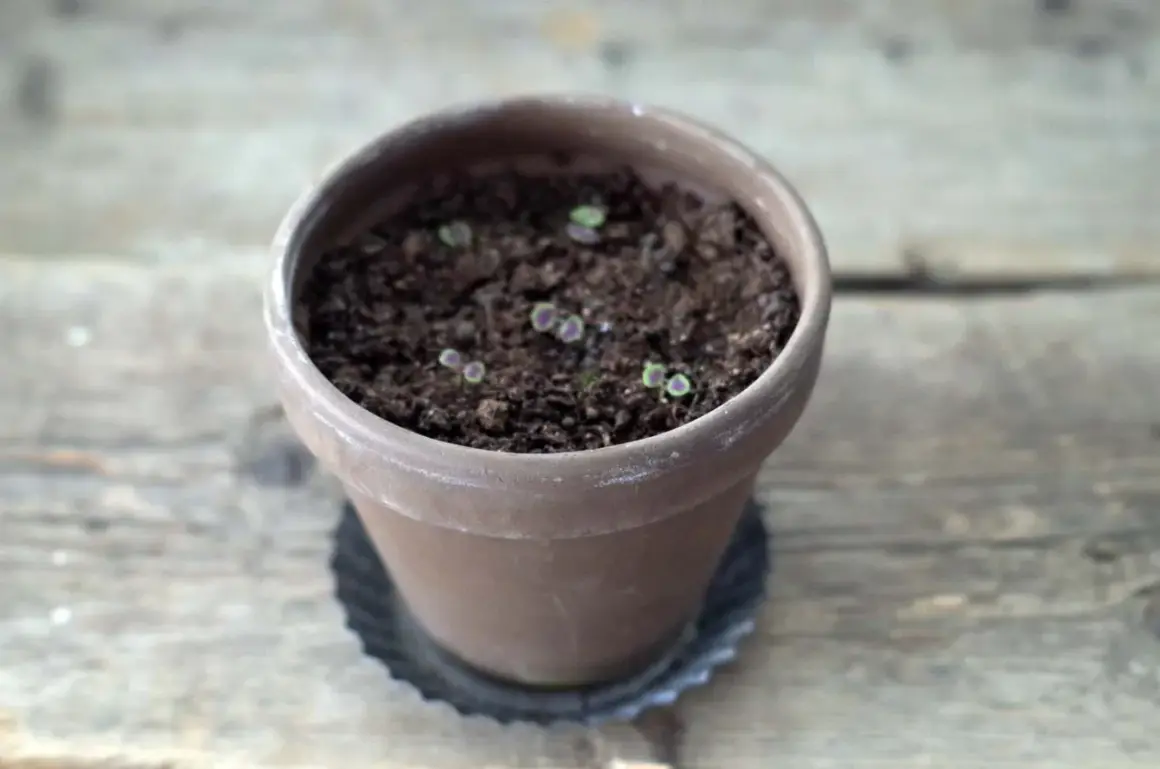 Små plantor i en terrakotta kruka, i början av sin vegetativa tillväxt.