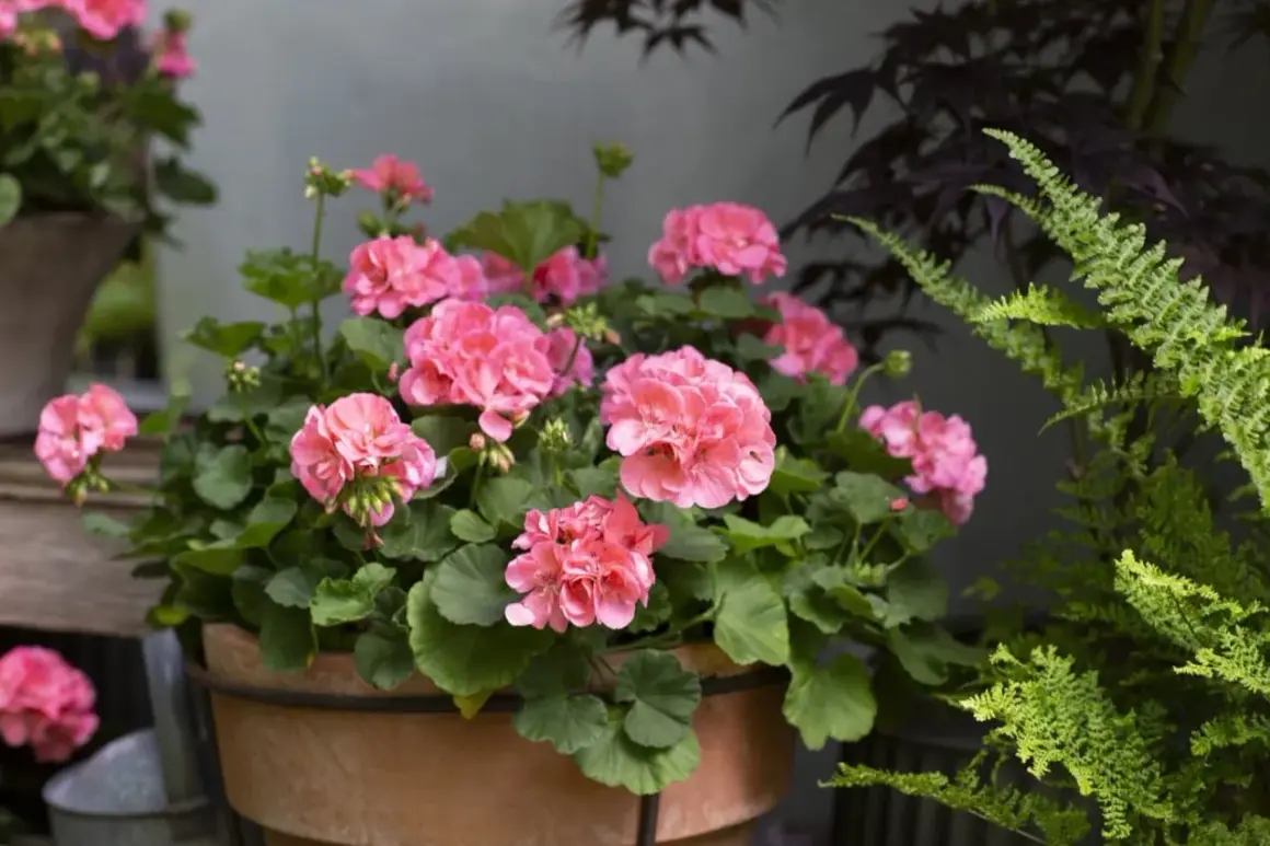 En kruka med rosa pelargoner. Det är dags att klippa ner pelargonerna för att få dem att blomma rikligt.