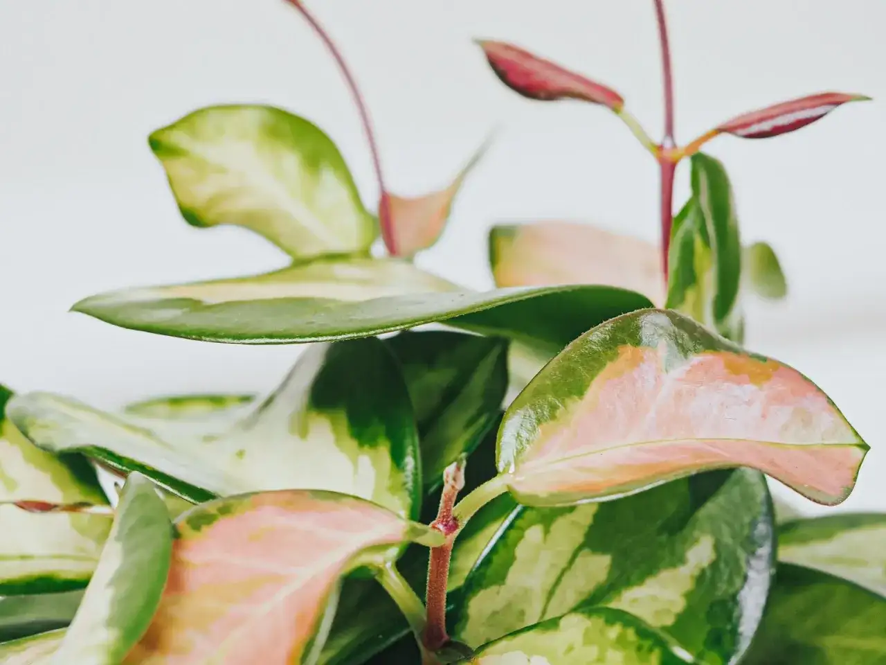 Få din hoya att blomma med rätt ljus och skötsel