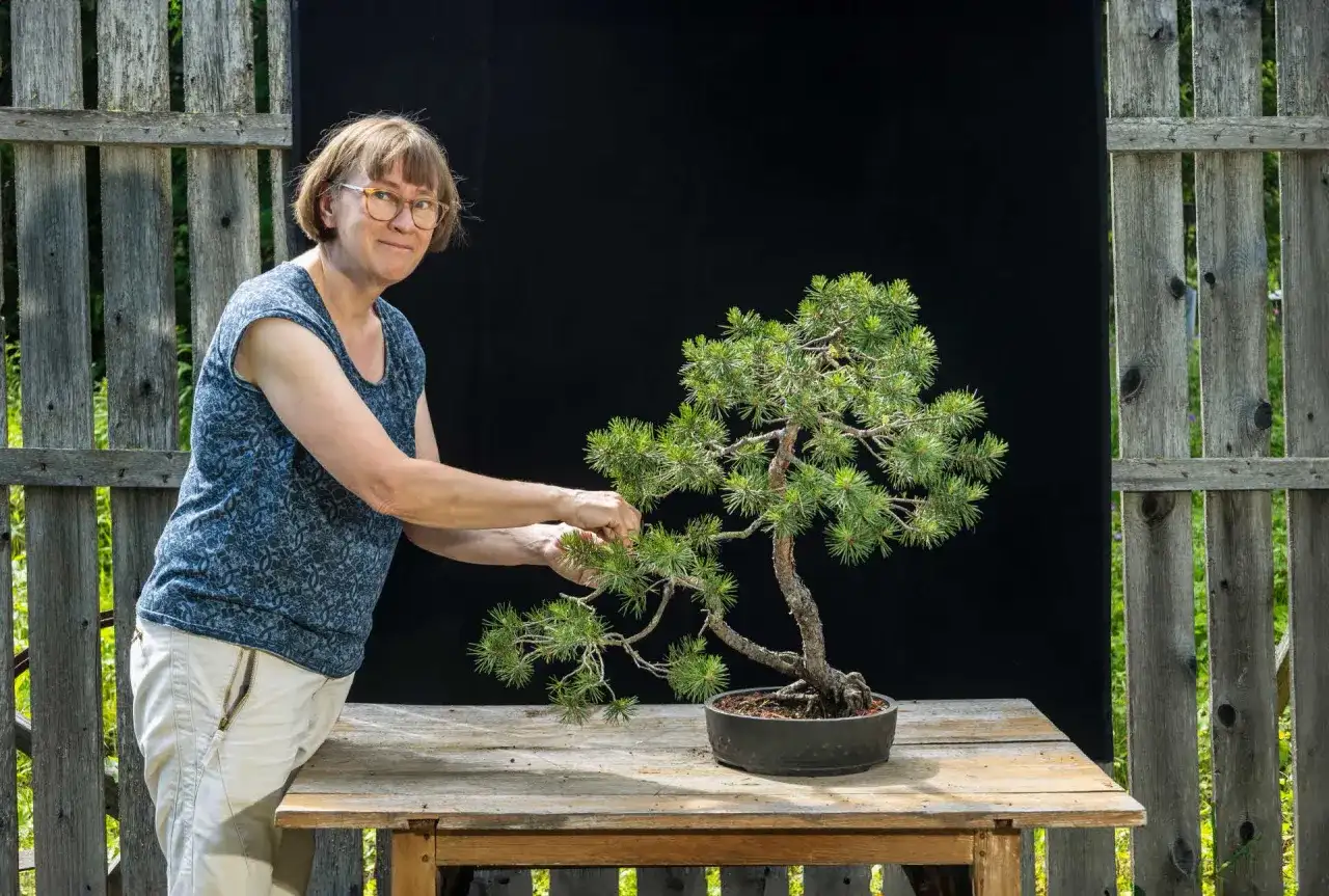 Bonsai inomhus - så får du trädet att trivas