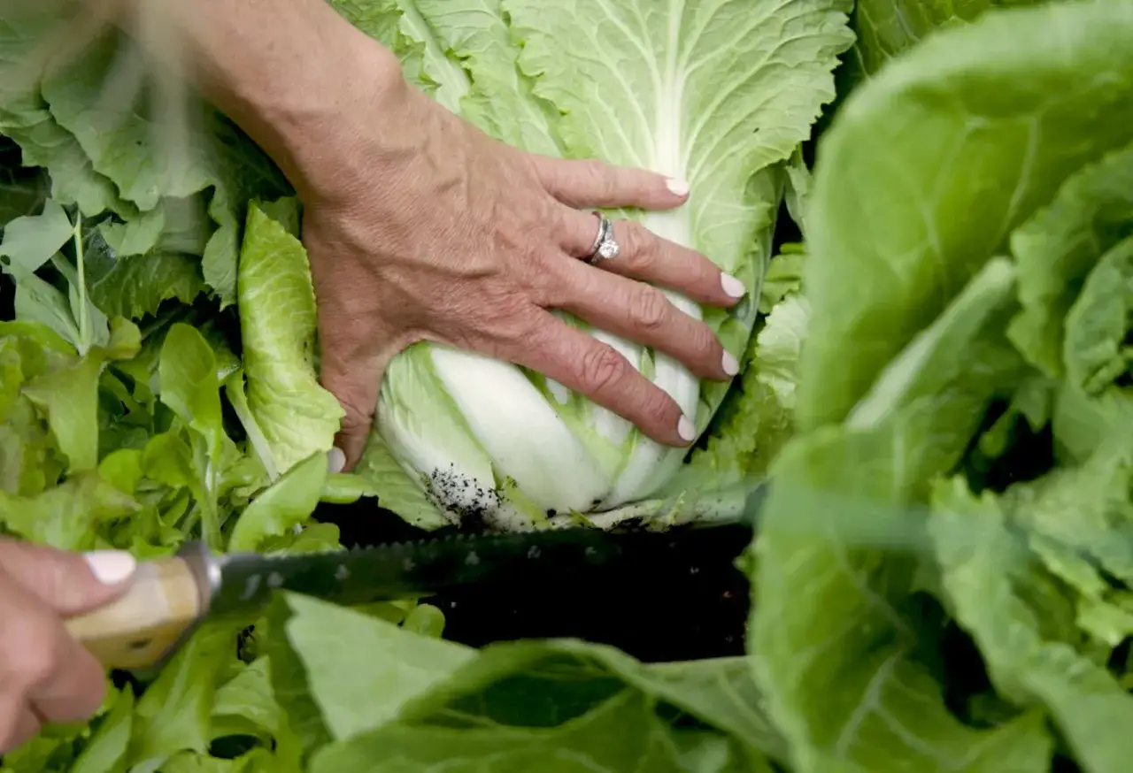 En hand med ring på fingret håller en stor vitkål. Bredvid syns en kniv och andra gröna blad, redo för plock sallad.