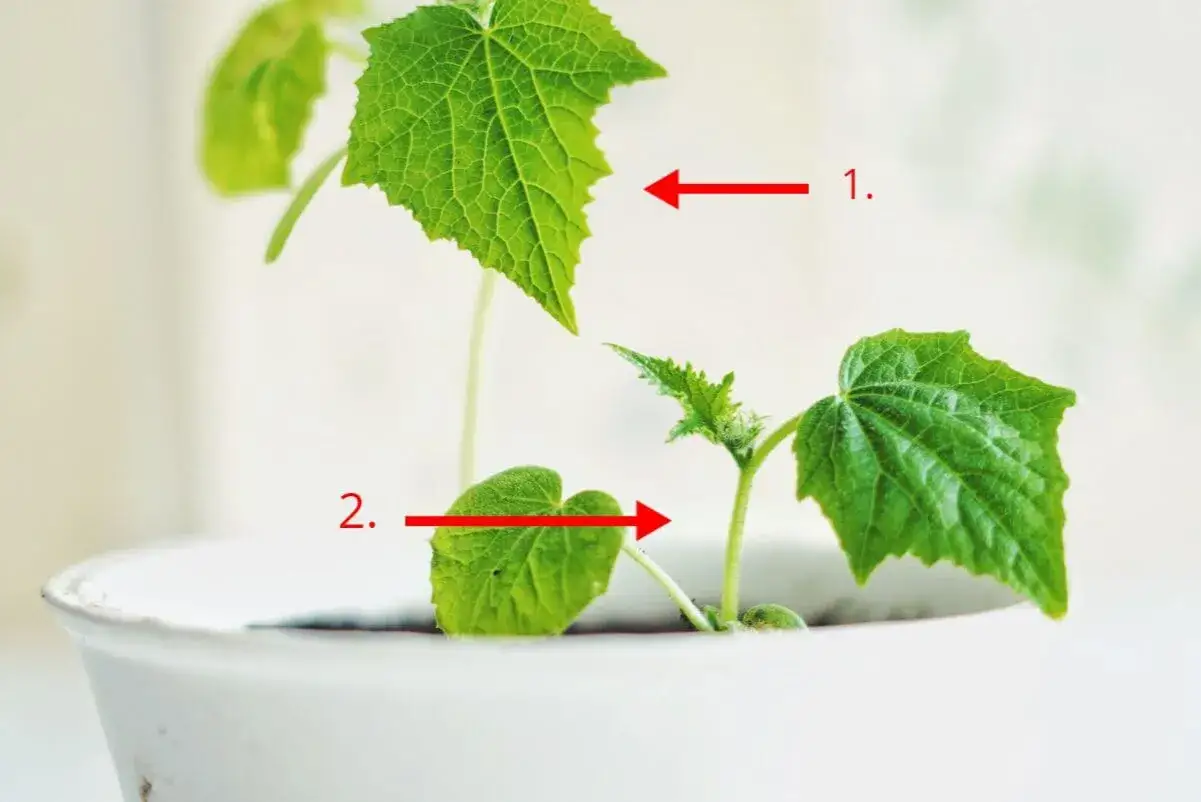 Två små plantor av cucumis sativus i en kruka. En pil pekar på ett blad (1), en annan pil pekar på en planta (2).