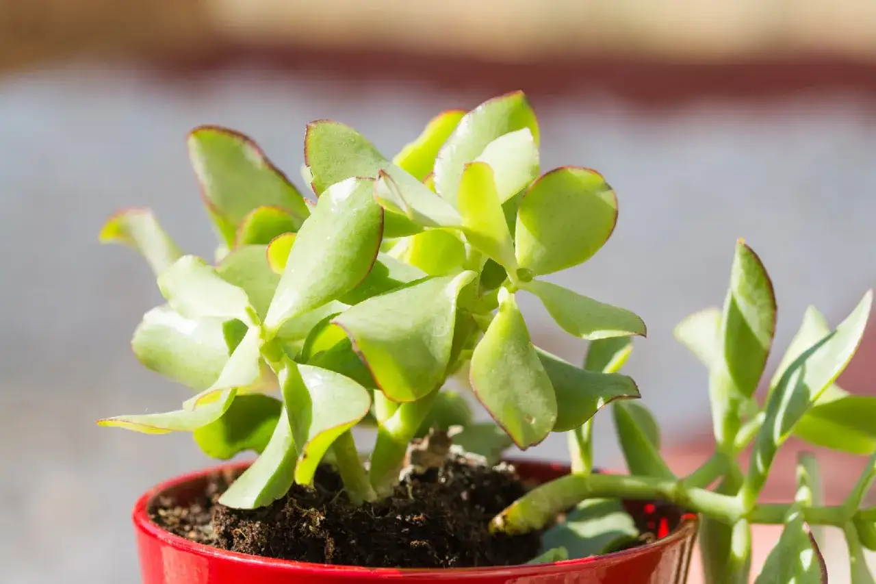 En Crassula ovata, även kallad paradisträd, i en röd kruka. Dess tjocka, gröna blad med röda kanter fångar solljuset.