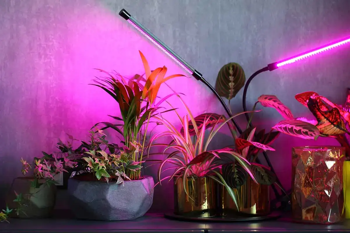Växter badar i rosa ljus från en cfl lampa. Flera krukväxter med gröna och röda blad står på en hylla.