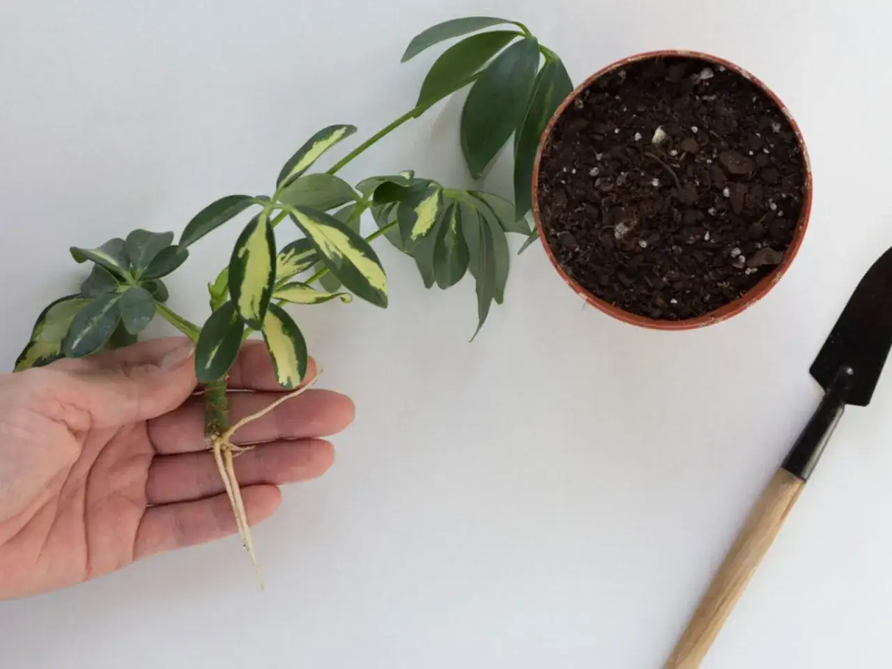 En hand håller en paraplyaralia stickling med rötter. Bredvid finns en kruka med jord och en liten spade, redo för omplantering.