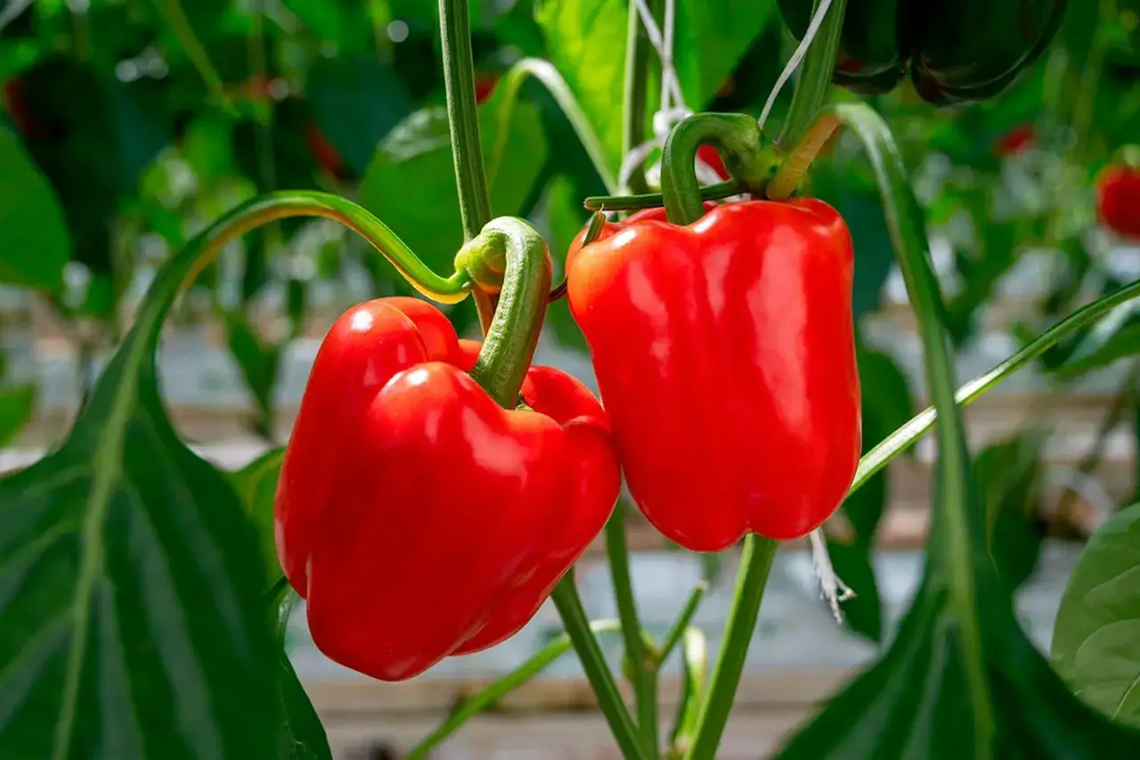 Två röda paprikor hänger på en planta. Från jorden till paprika, en vacker skörd.