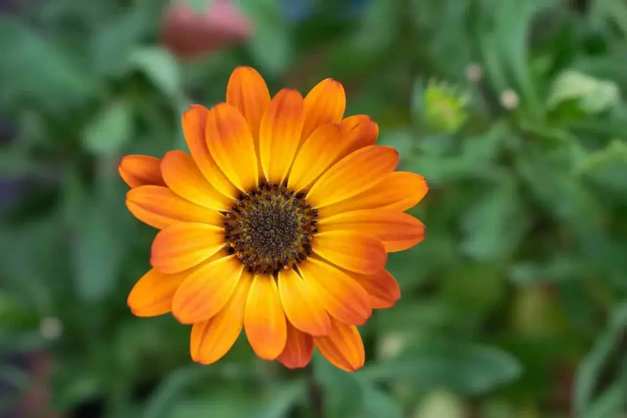 En vacker orange s&aring; ringblomma blommar i gr&ouml;nska. Dess kronblad str&auml;cker sig ut&aring;t som solens str&aring;lar.