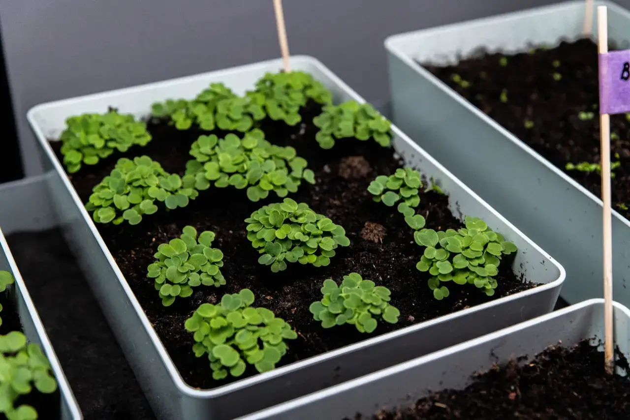 Små gröna plantor av senapskål växer i vita krukor. En lila etikett med texten 