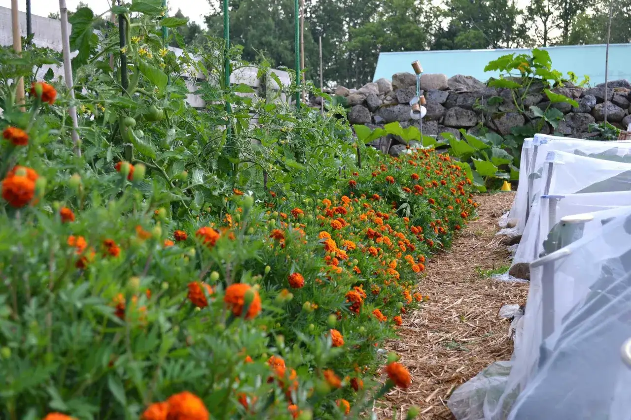 En rad med orange blommor kantas av tomatplantor. Jorden till tomaterna är täckt med halm.